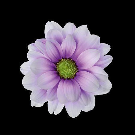 Chrysanthemum Indicum Grp tros kas kleurbehandeld H%