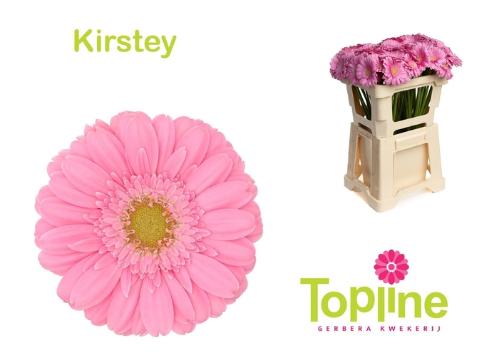 Gerbera mini Kirstey