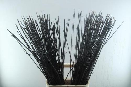 Cornus alba 'Kesselringii'