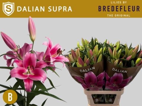 Lilium Oriental x Trumpet Grp 'Dalian'