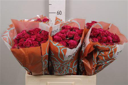 Rosa tros Cheyenne