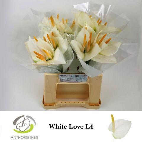 Anthurium (Andreanum Grp) White Love