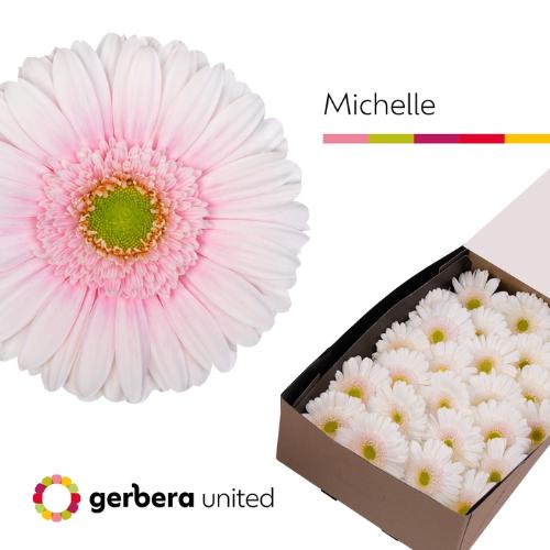 Gerbera grootbloemig Michelle