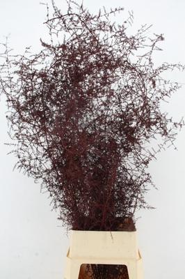 Asparagus overig kleurbehandeld H%