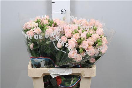 Rosa tros Peach Yo-Yo