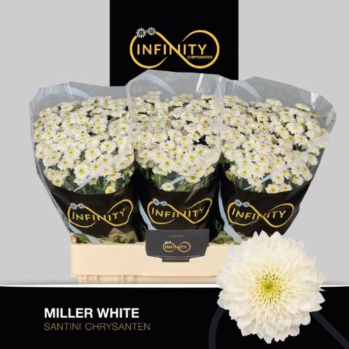 Chrysanthemum (Indicum Grp) tros santini Miller White