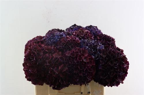 Hydrangea macrophylla Magical Crimson
