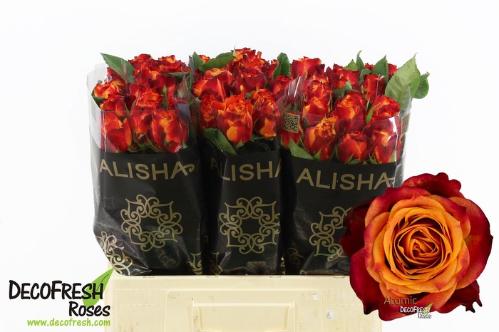 Rosa grootbloemig Atomic