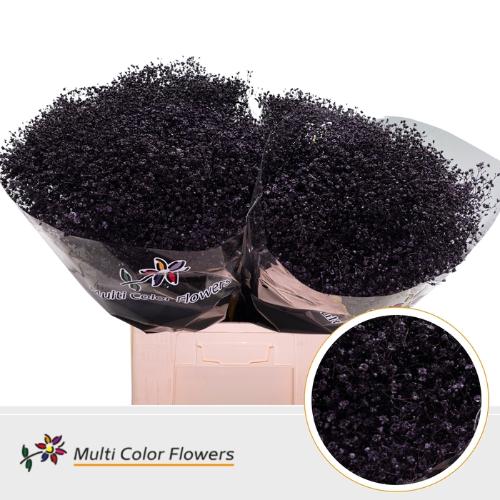 Gypsophila overig kleurbehandeld H%