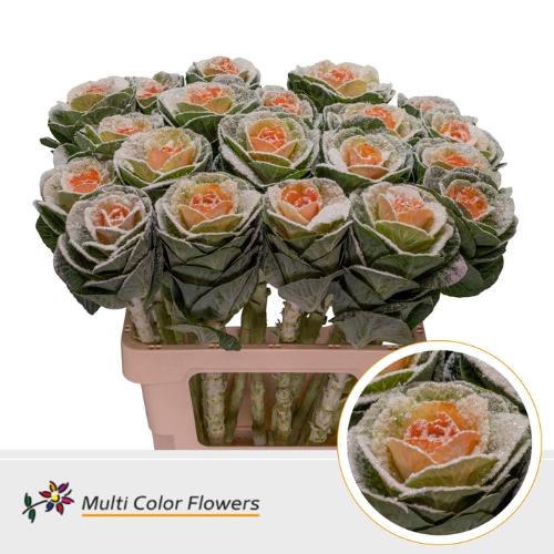 Brassica oleracea kleurbehandeld H%