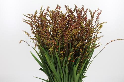 Crocosmia met bes overig