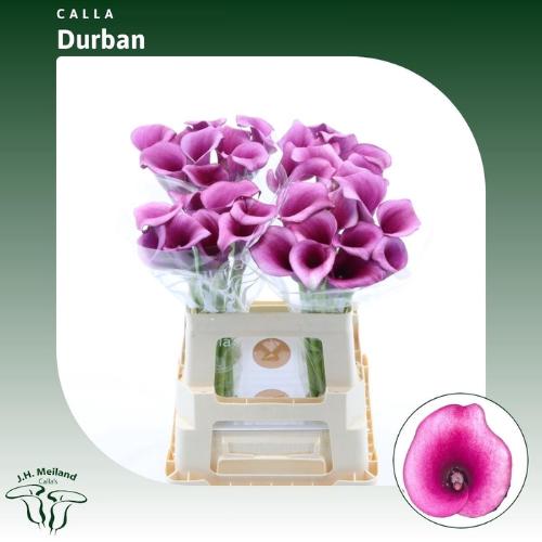 Zantedeschia 'Durban'