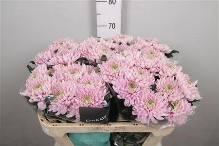Chrysanthemum Indicum Grp geplozen kas Rossano