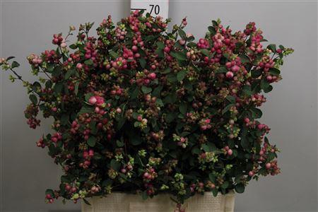 Symphoricarpos Magical Treasure