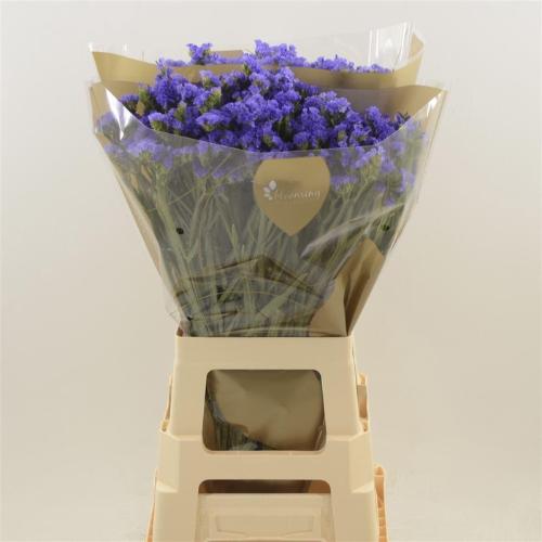 Limonium sinuatum Levis Wings