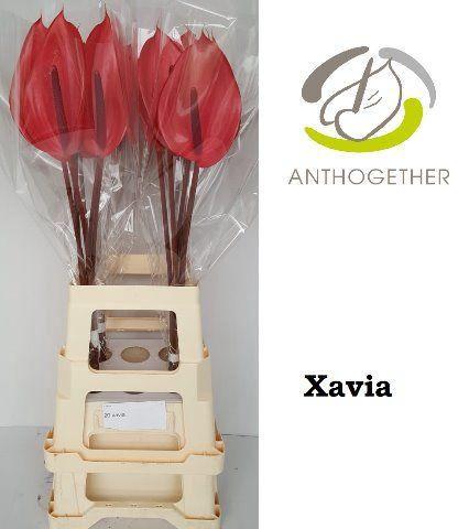 Anthurium (Andreanum Grp) Xavia