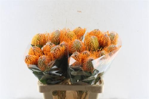 Leucospermum 'Soleil'