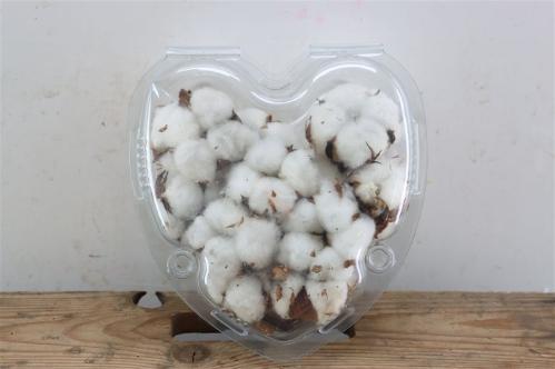 Gossypium hirsutum wit
