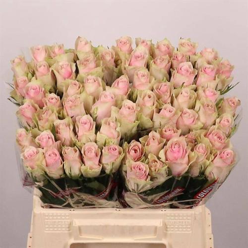 Rosa grootbloemig Pink Athena