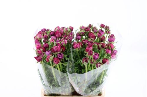 Ranunculus asiaticus 'Amandine Purple Jean'