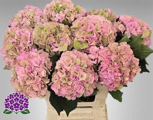 Hydrangea macrophylla Royal Symphony (classic)