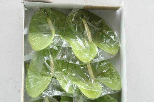 Anthurium (Andreanum Grp) Grand Slam