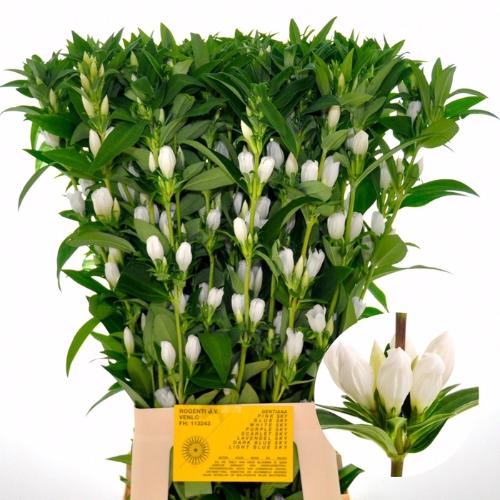 Gentiana White Sky