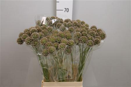 Scabiosa stellata ( zaaddoos)