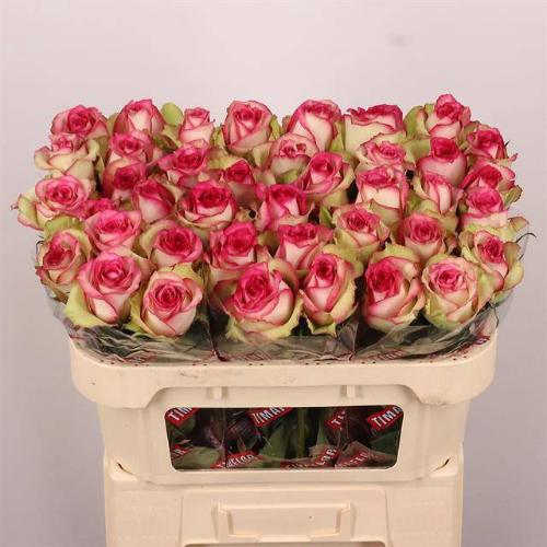 Rosa grootbloemig Kreative Bicolor 004
