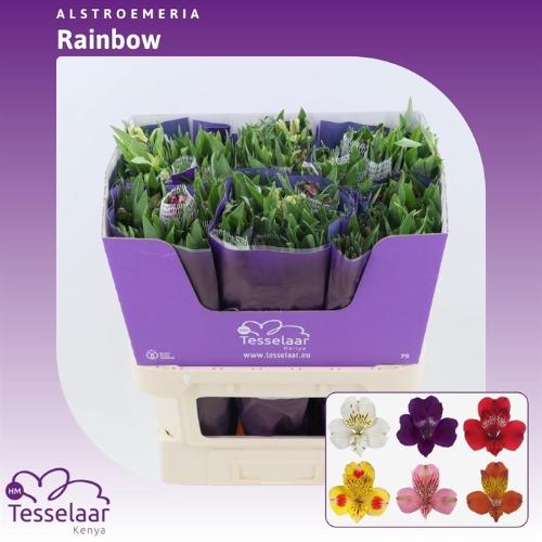 Alstroemeria Rainbow gemengd