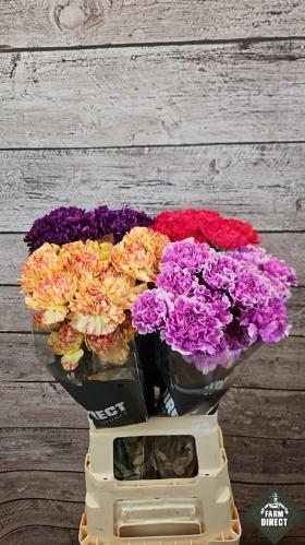 Dianthus standaard gemengd in fust
