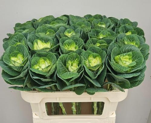 Brassica oleracea 'White Crane'