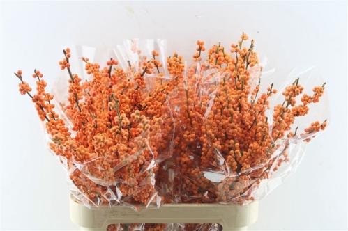 Ilex verticillata 'Winter Gold'