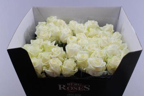 Rosa grootbloemig Avalanche+