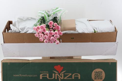 Dianthus standaard Essiana