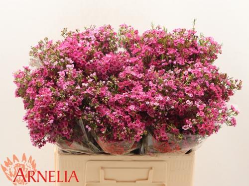 Chamelaucium 'Happy Days'