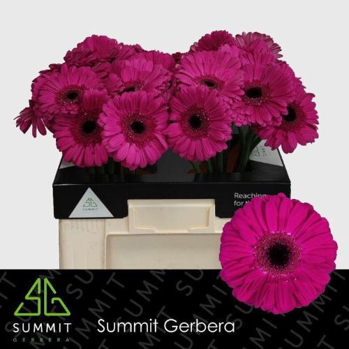 Gerbera grootbloemig Zico+