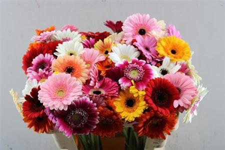 Gerbera mini gemengd