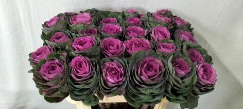 Brassica oleracea 'Condor Red'