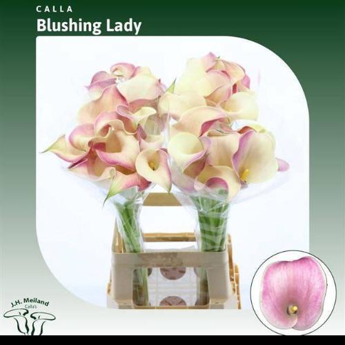 Zantedeschia 'Blushing Lady'