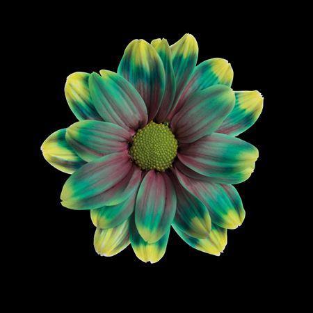Chrysanthemum Indicum Grp tros kas kleurbehandeld H%
