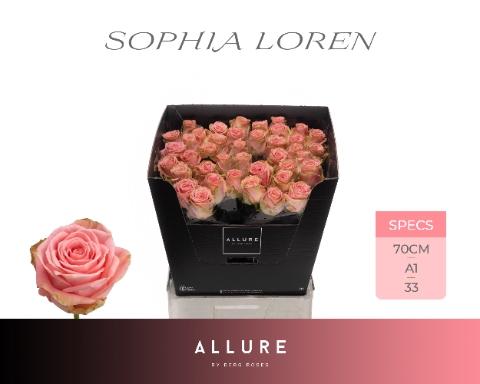 Rosa grootbloemig Sophia Loren
