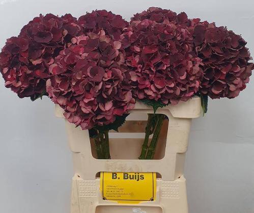 Hydrangea macrophylla Magical Dark Ruby (classic)