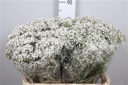 Gypsophila paniculata 'Million Stars'