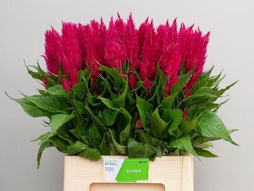 Celosia Plumosa Grp 'Century Purple Rose'