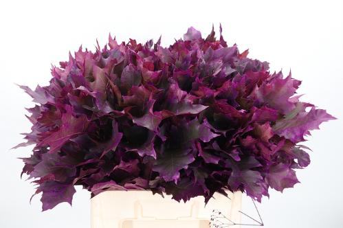 quercus overig kleurbehandeld H%