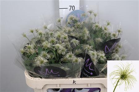 Clematis (Diversifolia Grp) Amazing Kibo (zaadpluis)