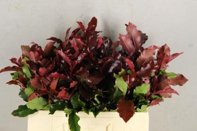 Photinia serrulata Curly Fantasy