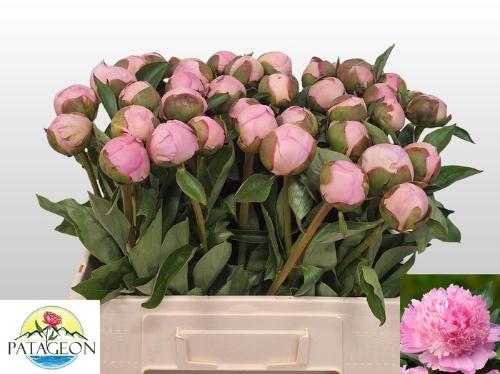 Paeonia Lactiflora Grp 'Angel Cheeks'