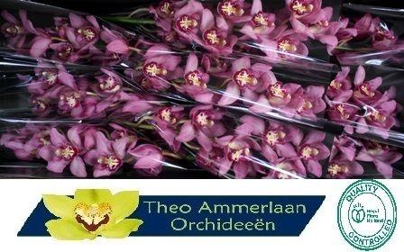 Cymbidium grootbloemig per tak Rose Beauty 'Cynthia'
